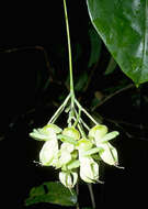 Image of Mucuna gigantea subsp. gigantea