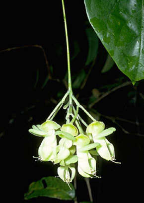 Image of Mucuna gigantea subsp. gigantea