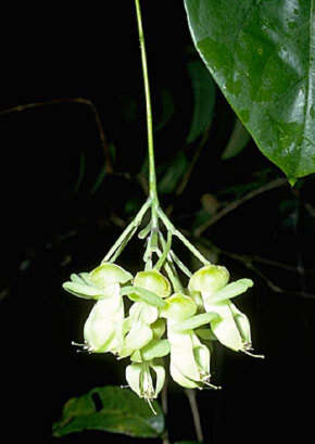 Mucuna gigantea subsp. gigantea resmi