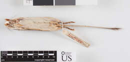 Image of Chaetodipus californicus dispar (Osgood 1900)
