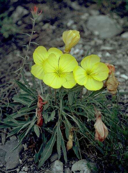 Imagem de Oenothera howardii (A. Nels.) W. L. Wagner