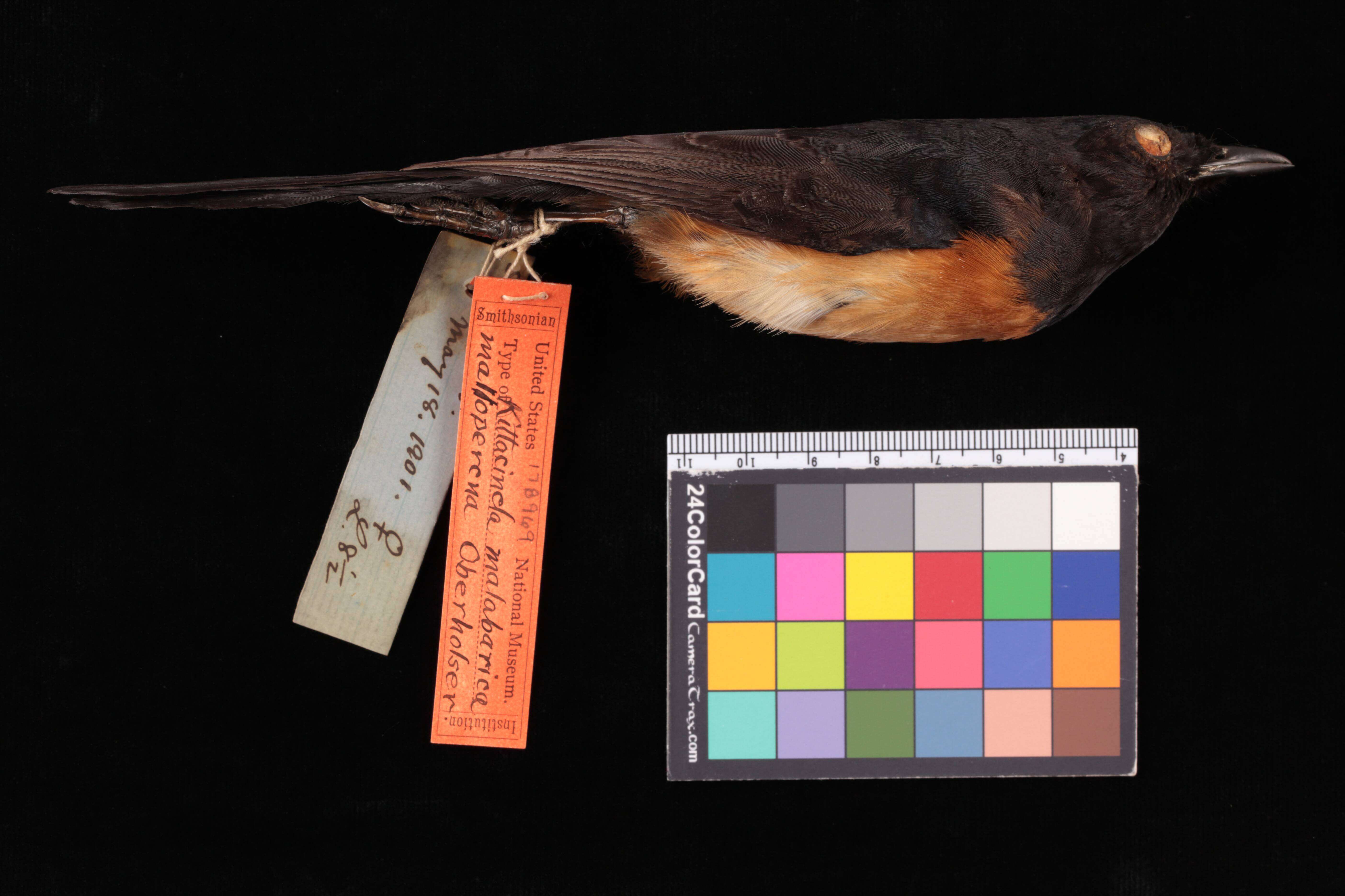 Image of White-rumped Shama