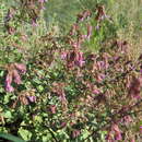 Image of Origanum laevigatum Boiss.