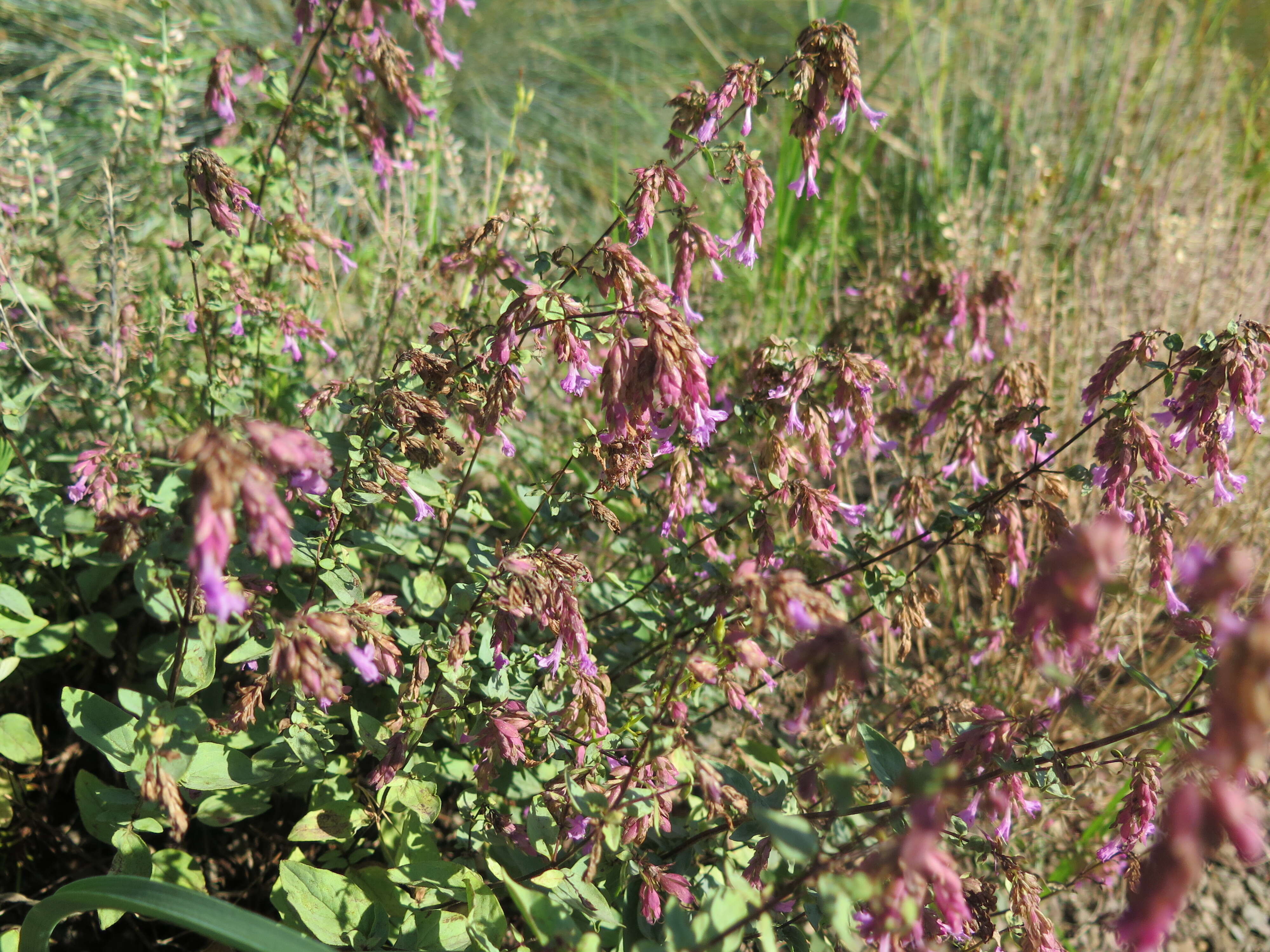 Image of Origanum laevigatum Boiss.