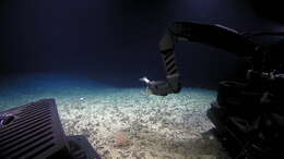 Image of compact bamboo coral