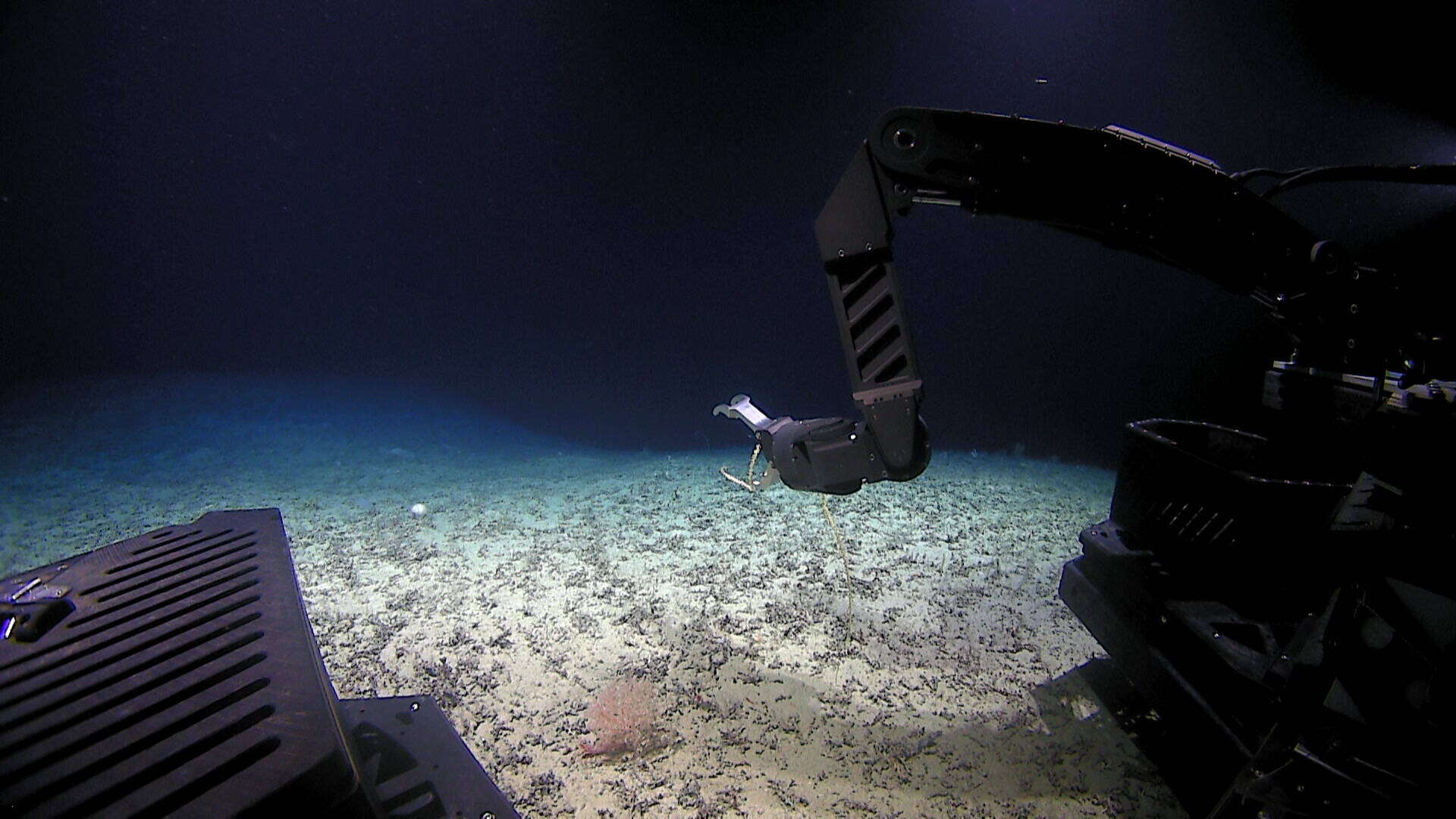 Image of compact bamboo coral