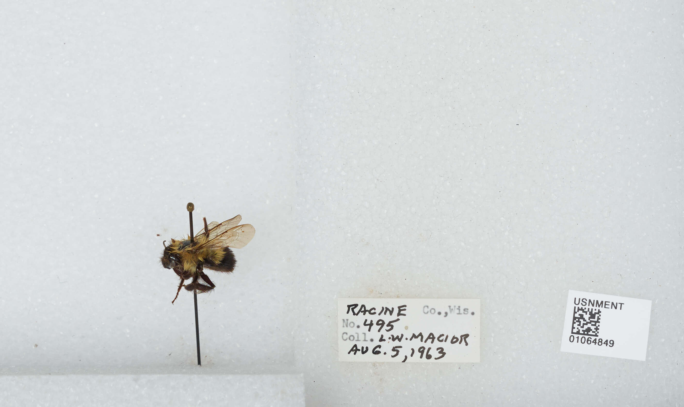 Слика од Bombus affinis Cresson 1864