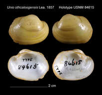 Image of Unio othcaloogensis I. Lea 1857