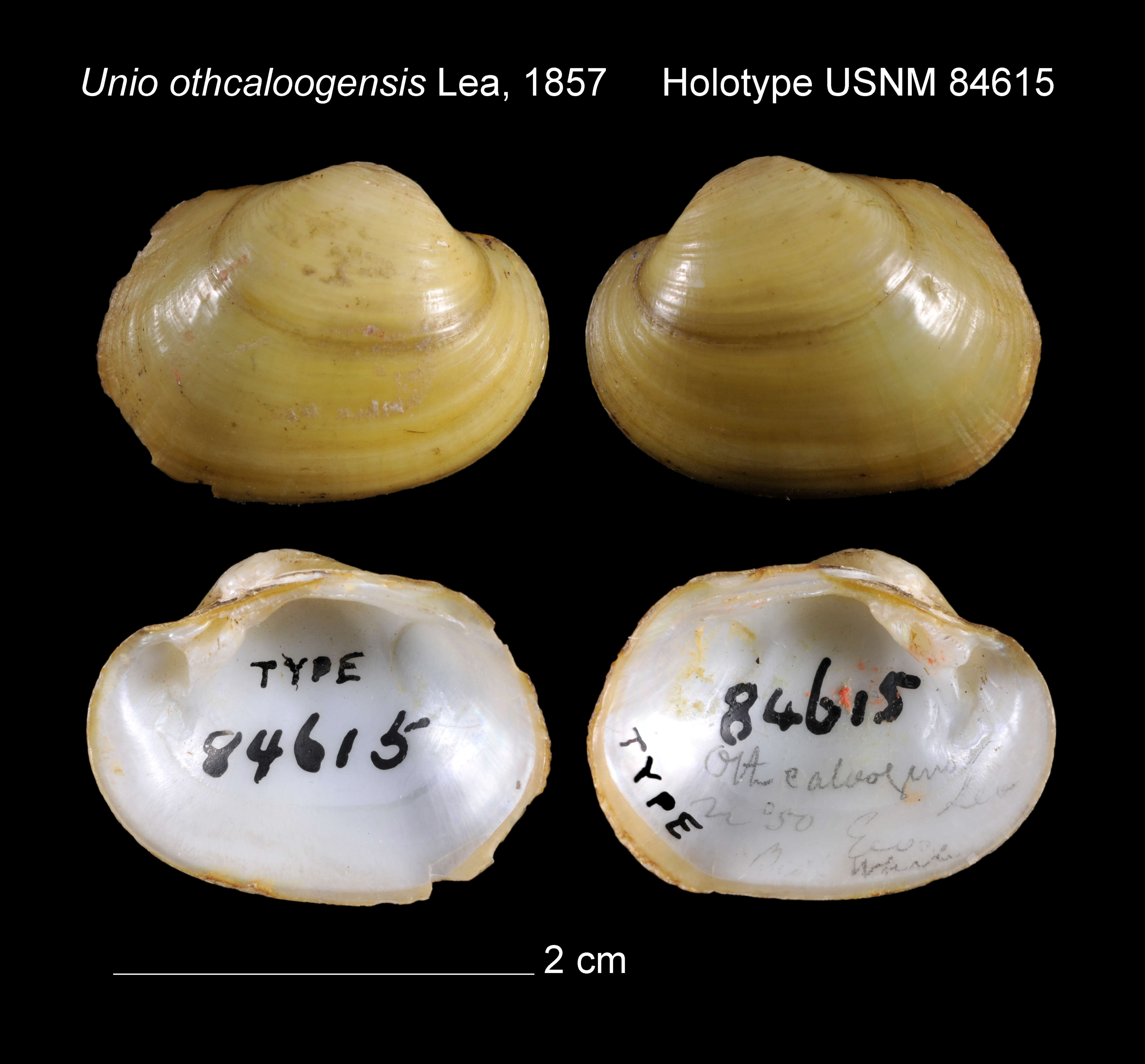 Image of Unio othcaloogensis I. Lea 1857