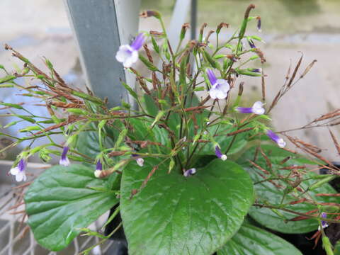 Image of Streptocarpus variabilis Humbert