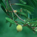 Imagem de Coeloneurum ferrugineum (Spreng.) Urb.