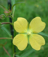 Image of Mexican primrose-willow