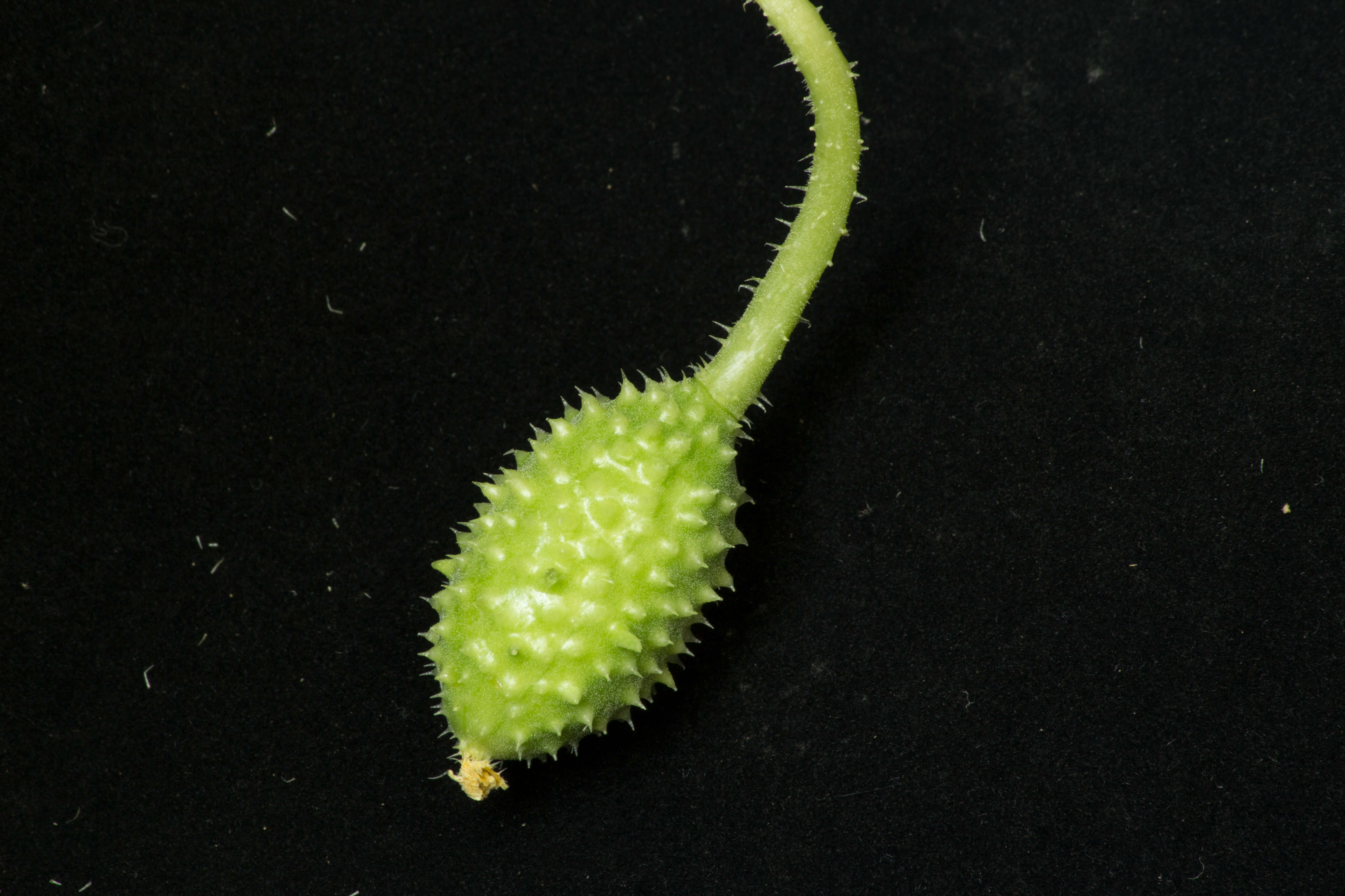 Image of West Indian gherkin