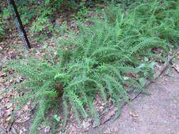 Image of Lady-fern