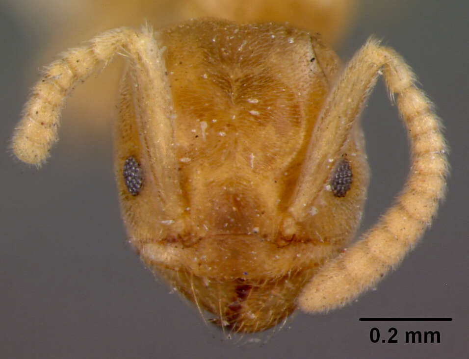 Image of Bothriomyrmex myops Forel 1895