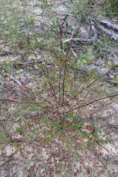 Image of Cluster-Spike Indigo-Bush