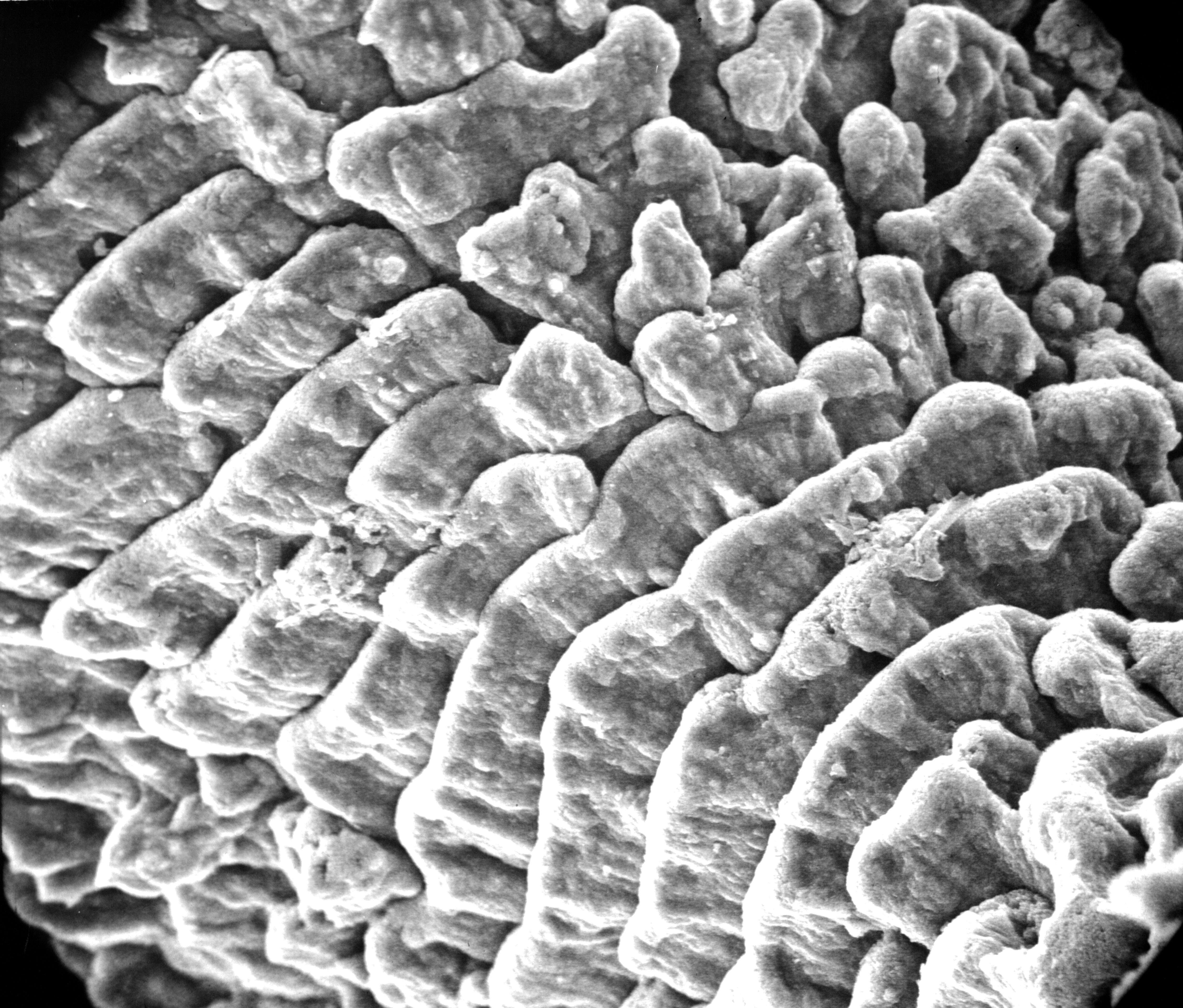 Image of Inferiolabiata lowei (Cairns 1983)