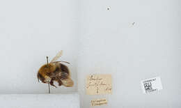 Image of Bombus gerstaeckeri Morawitz 1881