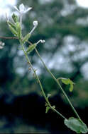 Image of Plumbago zeylanica L.