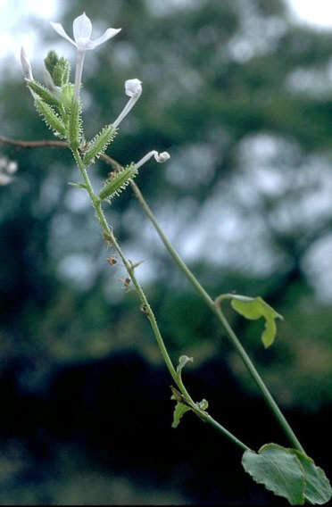 Image of Plumbago zeylanica L.