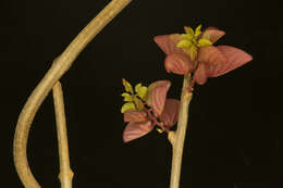 Image of Ipomoea bracteata Cav.