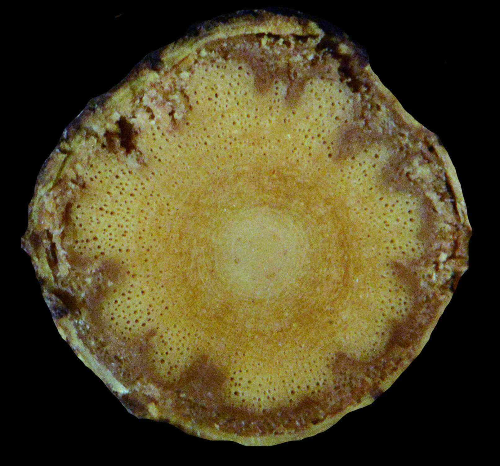 Image of Tontelea laxiflora (Benth.) A. C. Sm.