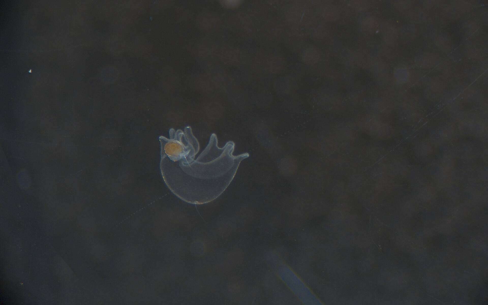 Image of Heteronemertea