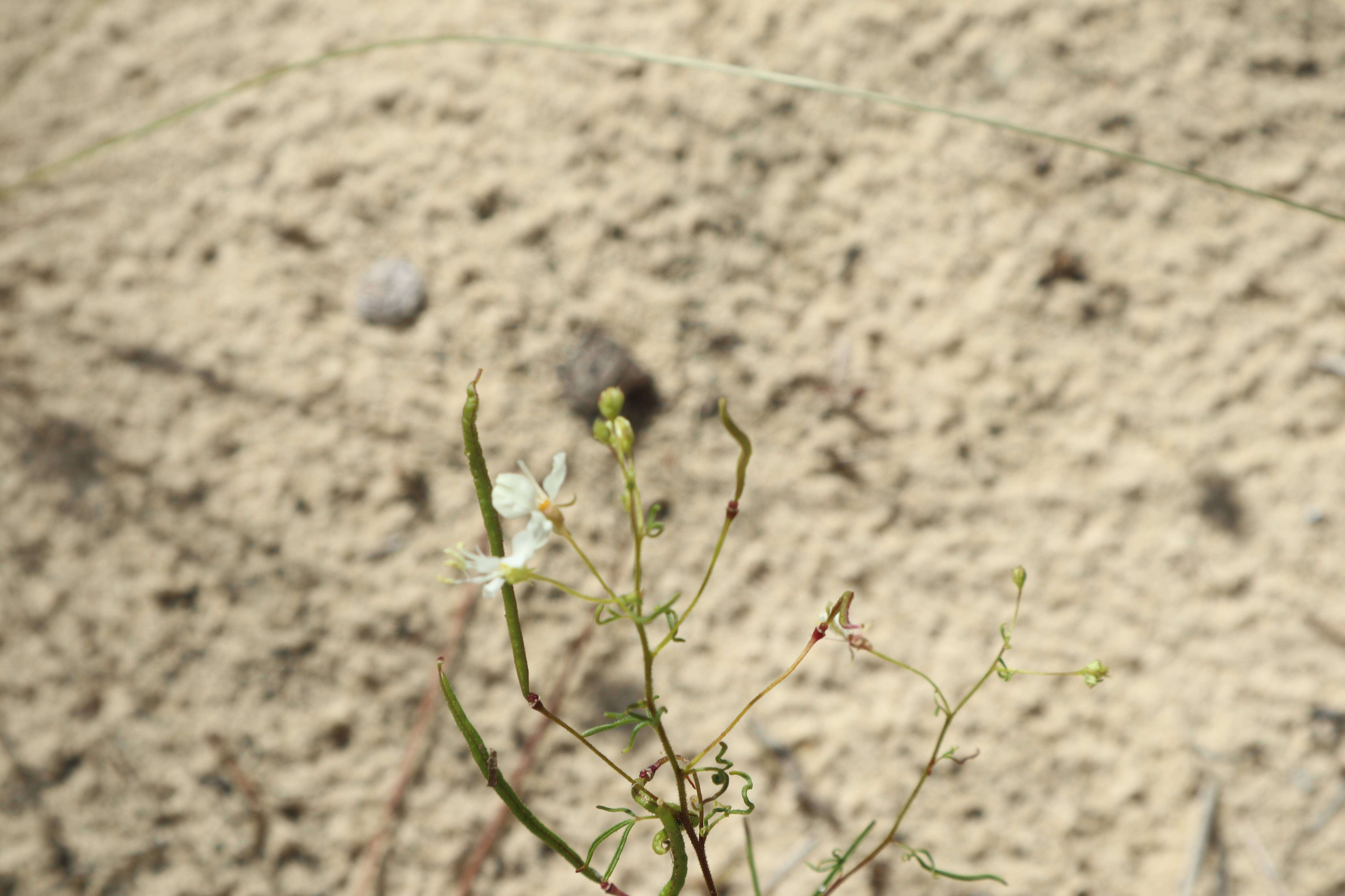 Image of slenderleaf clammyweed