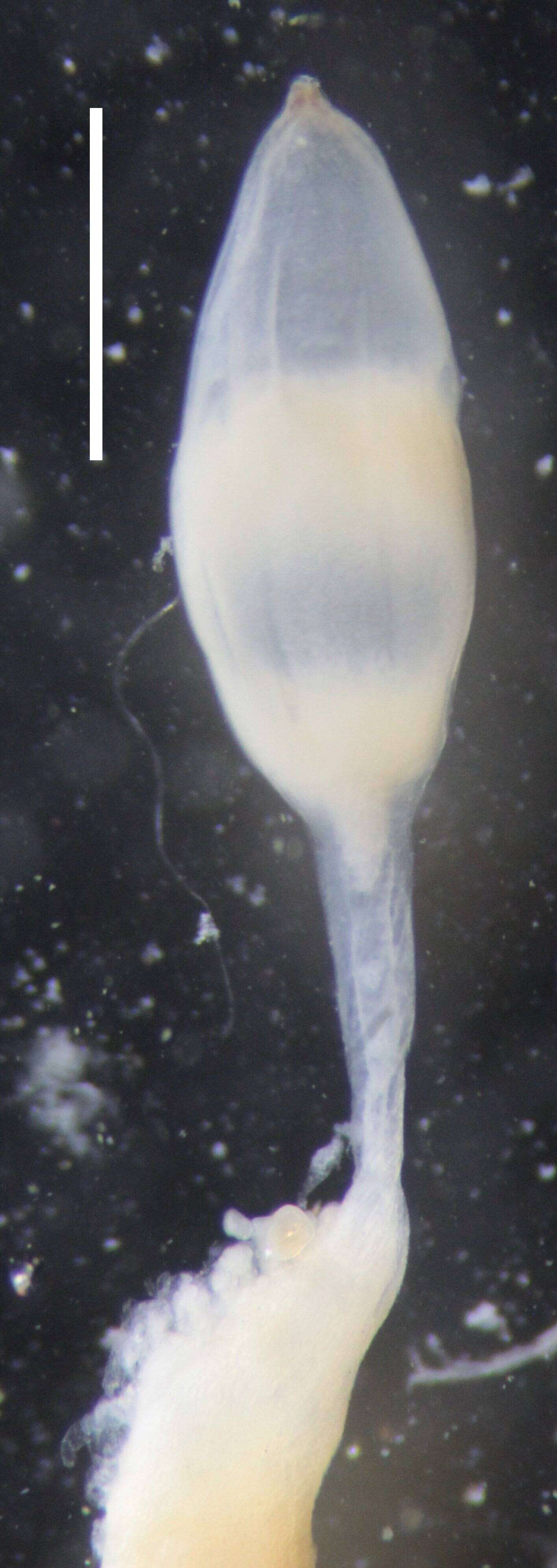 Image of Nanomia cara Agassiz 1865