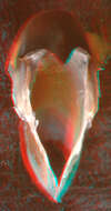 Image of Atlantic bird squid