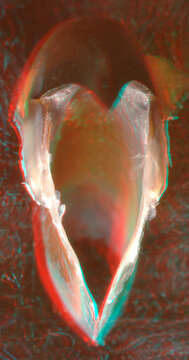 Image of Atlantic bird squid