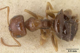 Image of Melophorus fieldi propinquus Viehmeyer 1925