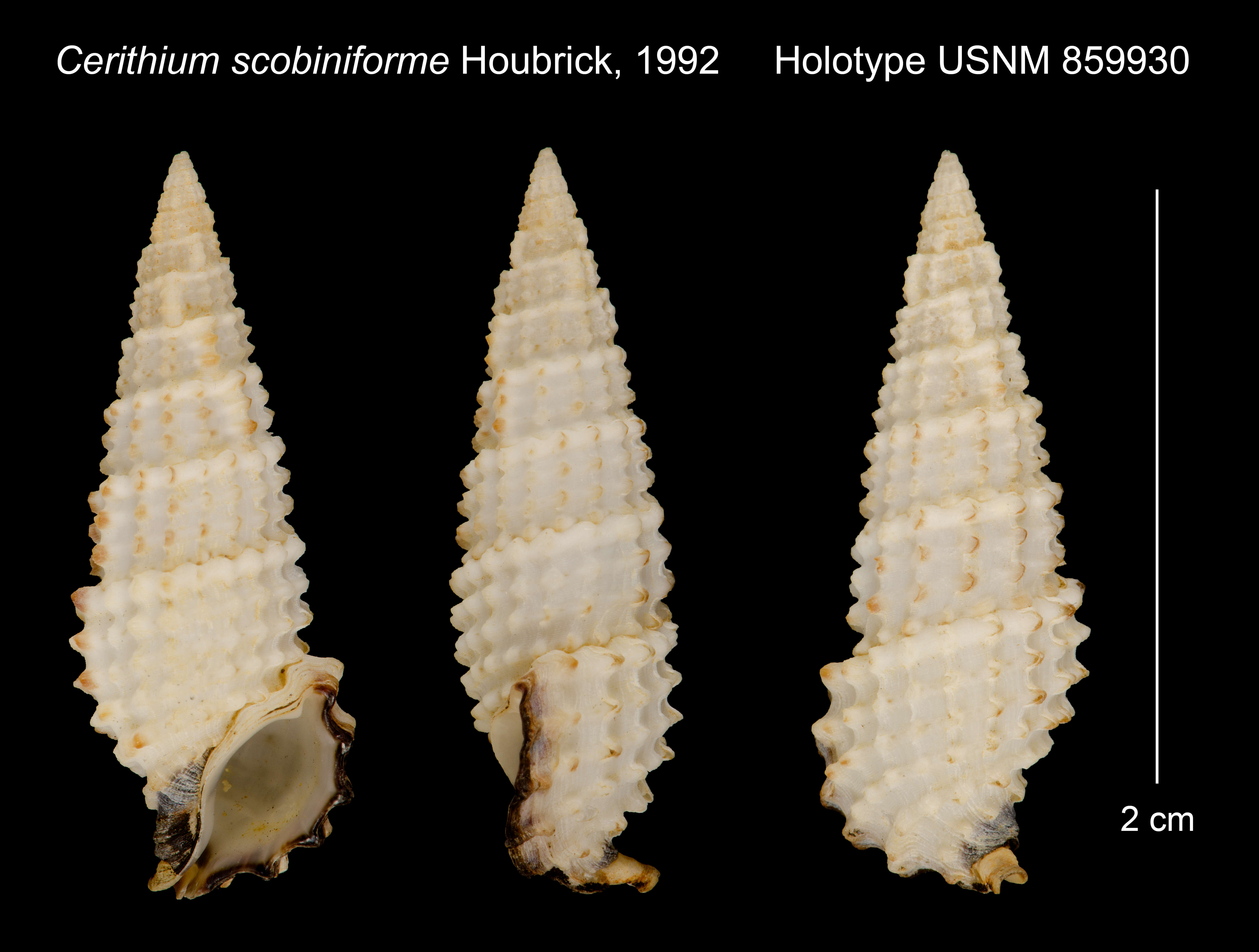 Image of Cerithium scobiniforme Houbrick 1992