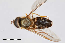 Image of Dasysyrphus Enderlein 1938