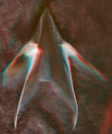 Image of pink scaled squid