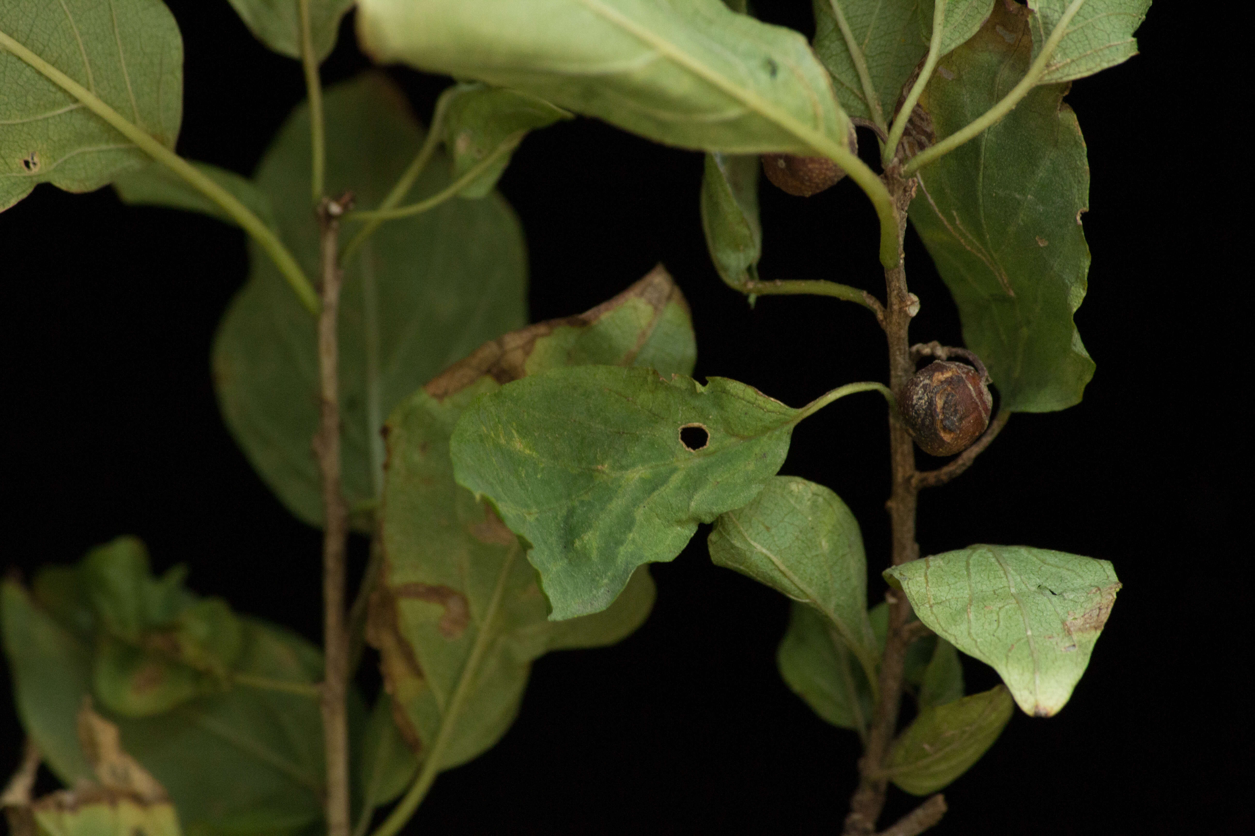 Image de Colubrina elliptica (Sw.) Briz. & W. L. Stern