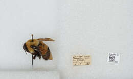 Слика од Bombus affinis Cresson 1864