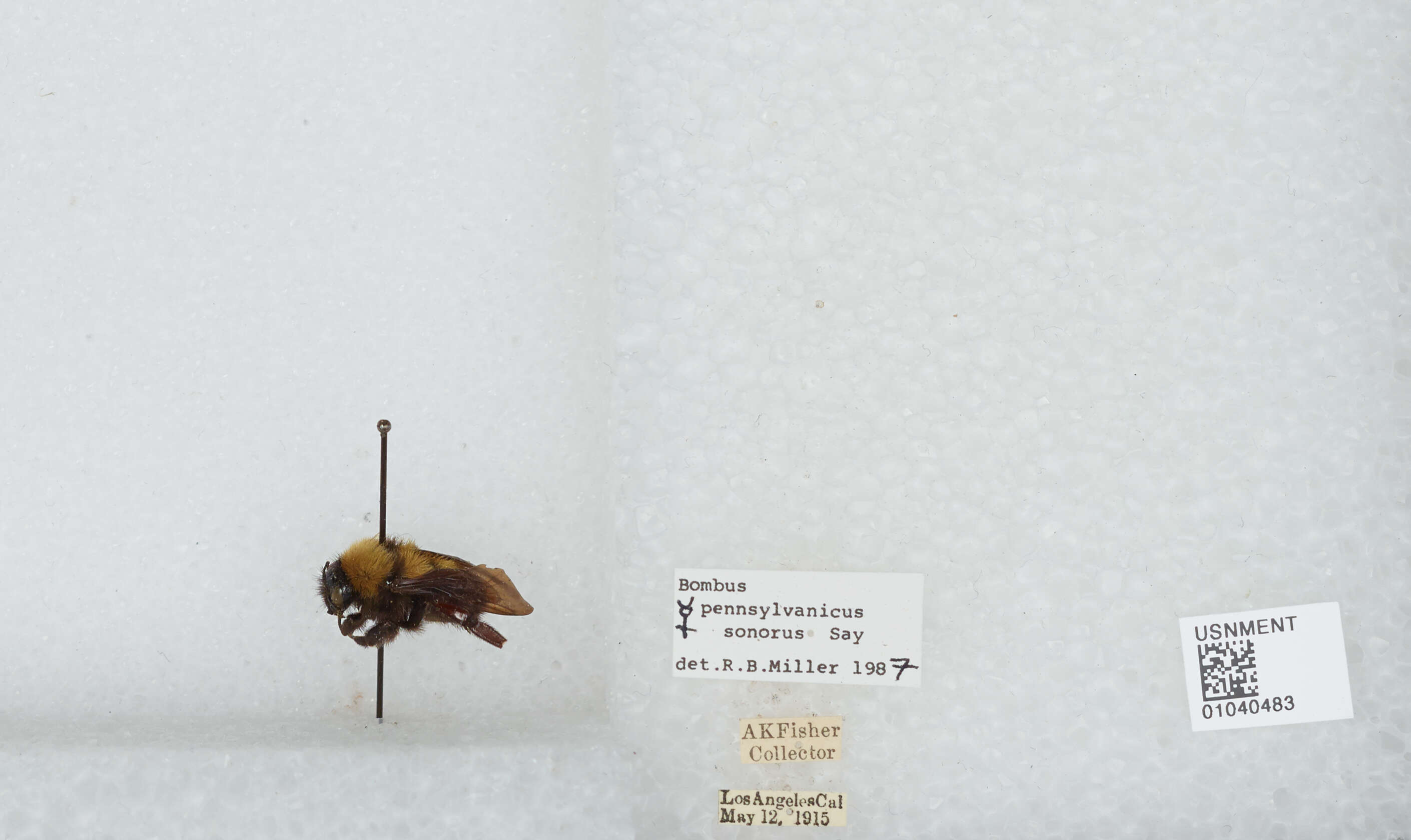 Слика од Bombus sonorus Say 1837