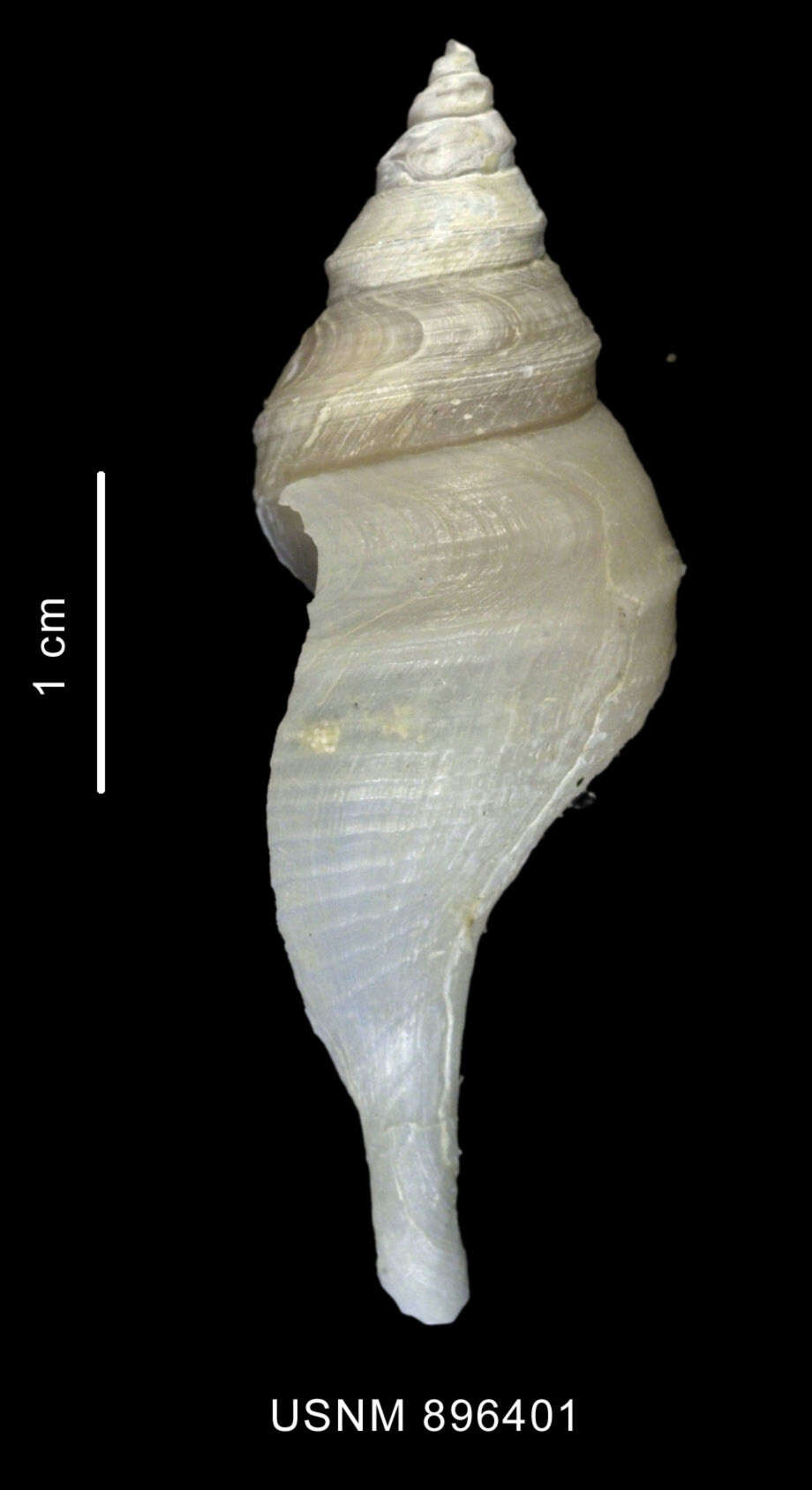 Image of Aforia goniodes (R. B. Watson 1881)