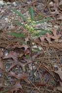 Asclepias tomentosa Ell. resmi