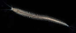 Image of Dumeril's clam worm