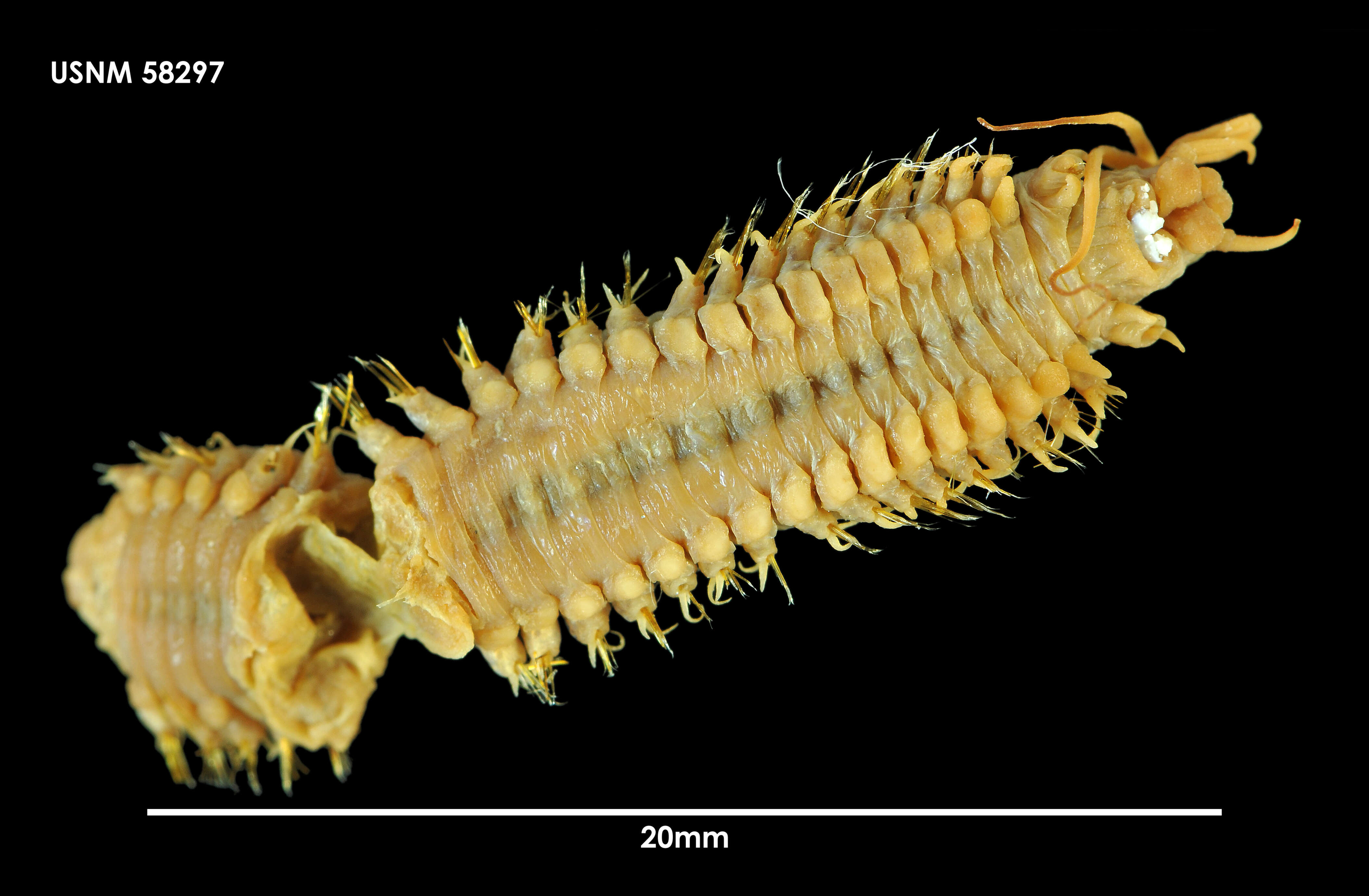 Sivun Anchinothria hiatidentata (Moore 1911) kuva