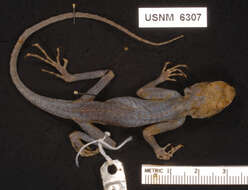 Image of Common Agama
