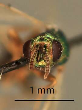 Image of Ormyridae