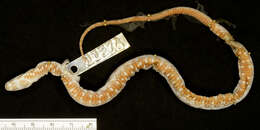 Image of Norman's Keelback