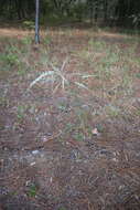 Image of False Fennel