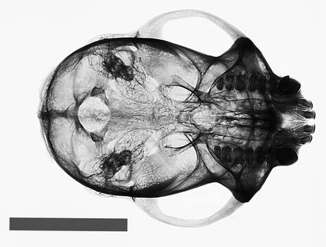 Image of Black-capped Capuchin