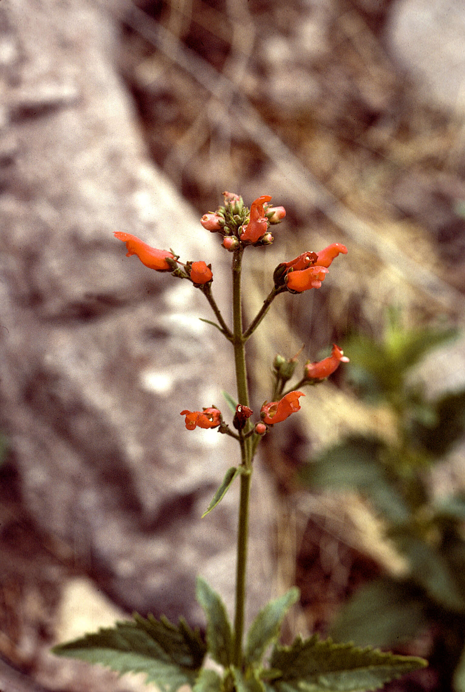 Image of New Mexico figwort
