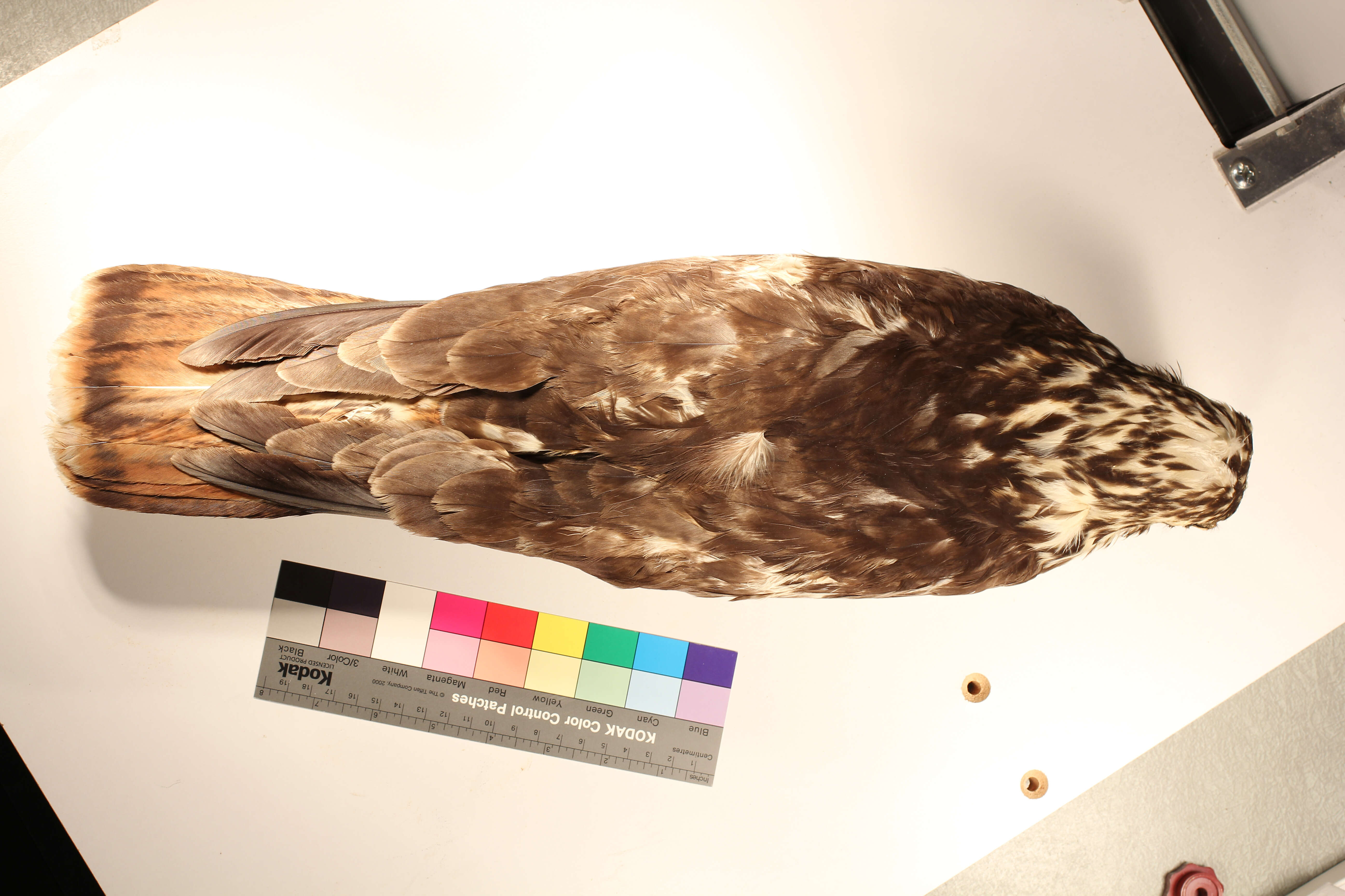Image of Harlan's Hawk