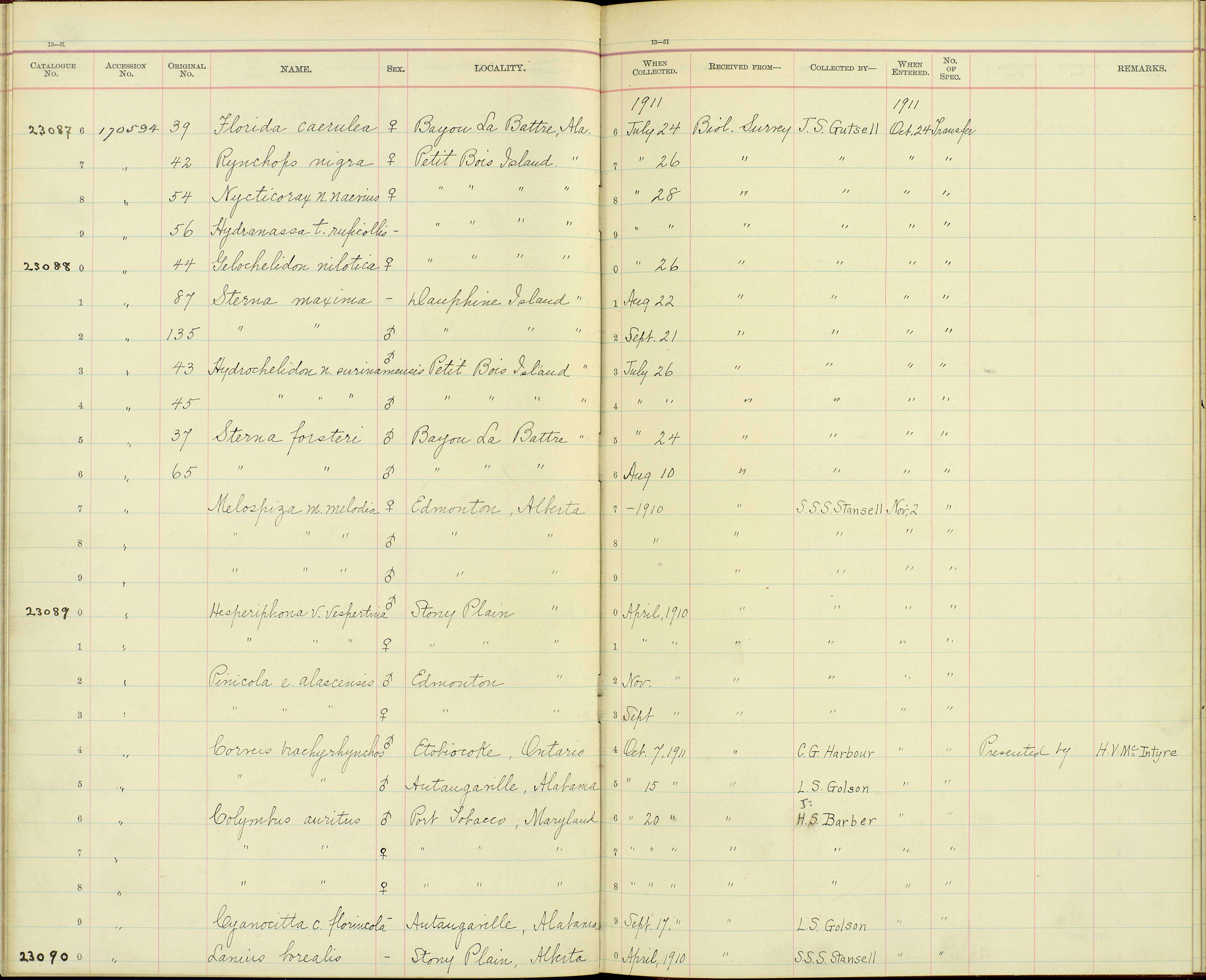 Pinicola enucleator alascensis Ridgway 1898 resmi